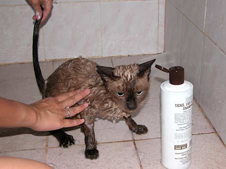 Cara Memandikan Kucing Dengan Ubat Syampu..  Jarey Cat Lovers